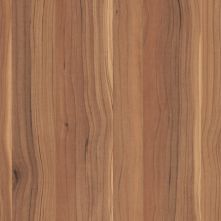 Sapwood